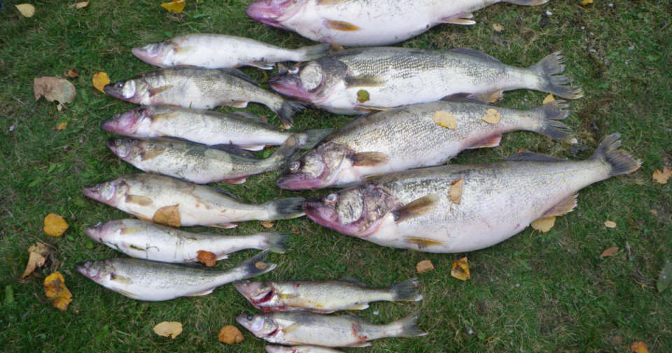 Invasive Walleye Moving Higher Into Snake River Basin, Threatening Wild ...