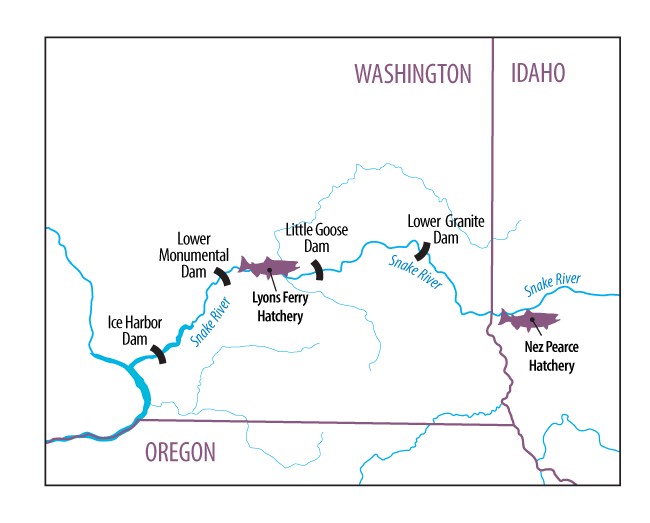 Equipment Failure Leads To Steelhead Losses At Lyons Ferry Hatchery ...