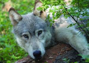 California Federal Judge Restores Protections For Some Gray Wolf ...