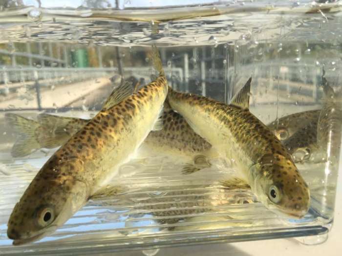 Lawsuit Says Lower Columbia River Hatcheries Violating ESA By Releasing