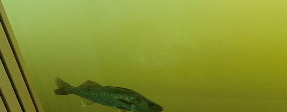 Bad News For Salmon: Walleye Spreading Into Idaho, Most Reports Ever Of ...