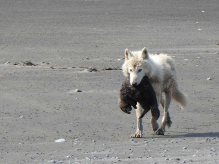 Rethinking Wolf Hunting Behavior: Researchers Observe Wolves Killing