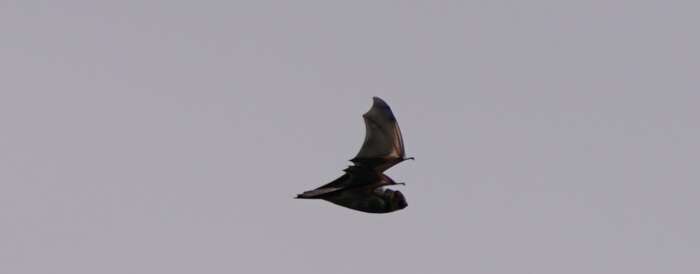 Researchers Document First-Ever Hoary Bat Flying Over Open Ocean In ...