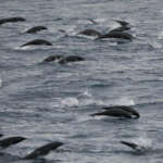 dolphins marine survey - 16x9