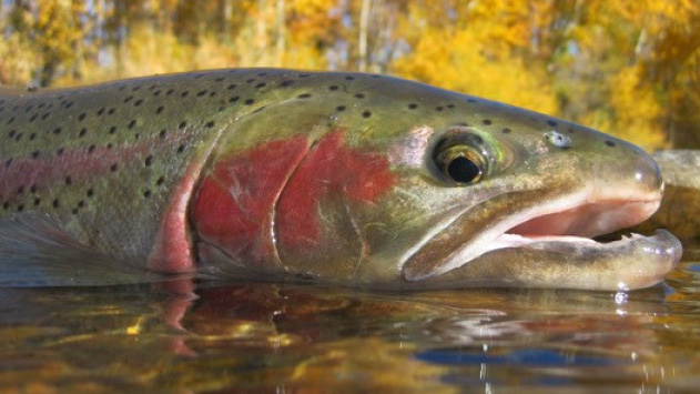 wild steelhead   16x9