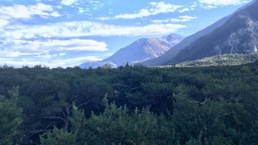 trees swiss alps research 16x9 Columbia Basin Bulletin