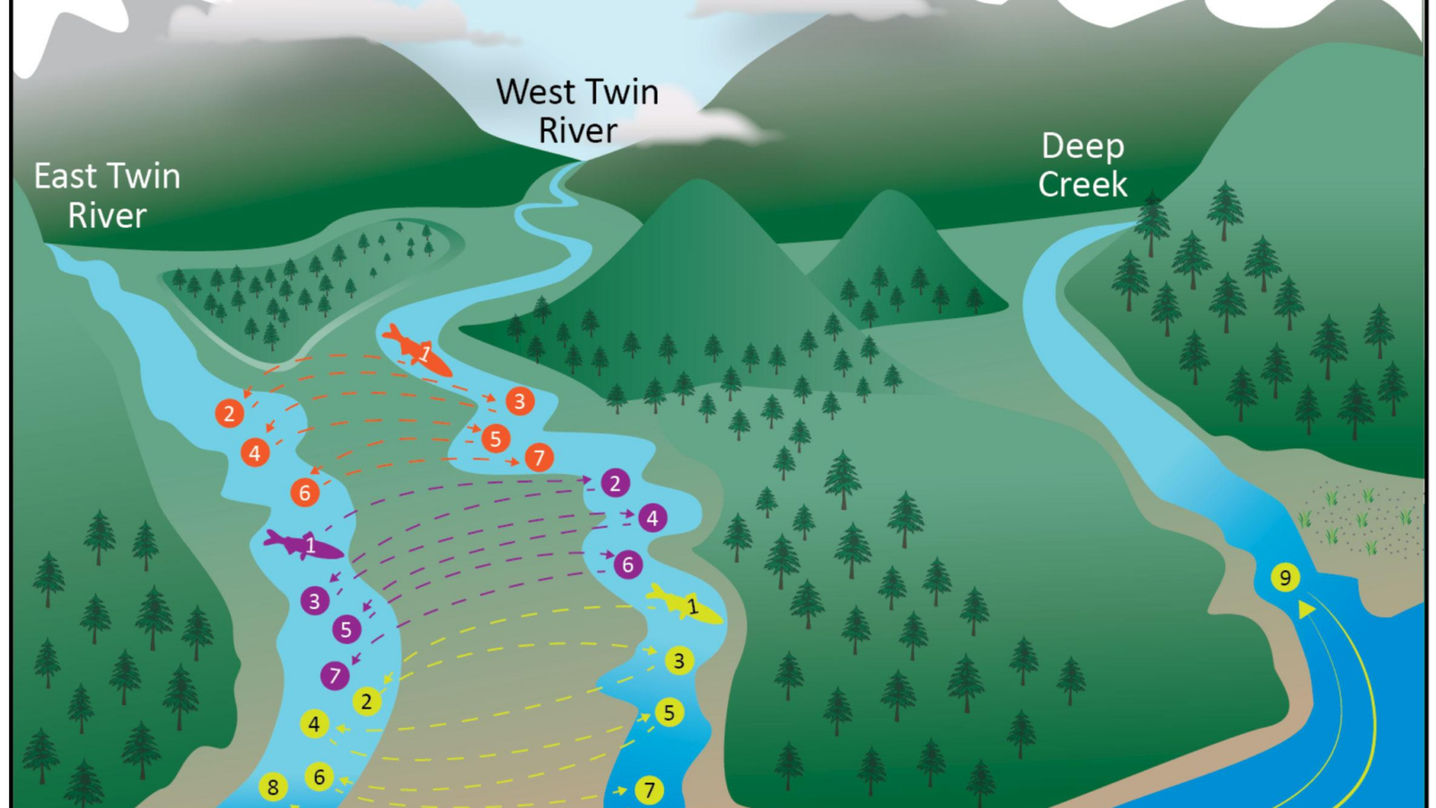 juvenilesalmontravelstudy Columbia Basin Bulletin