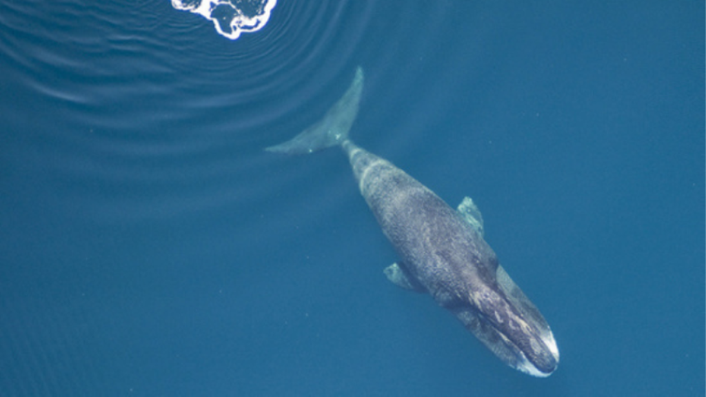 bowheadwhale Columbia Basin Bulletin
