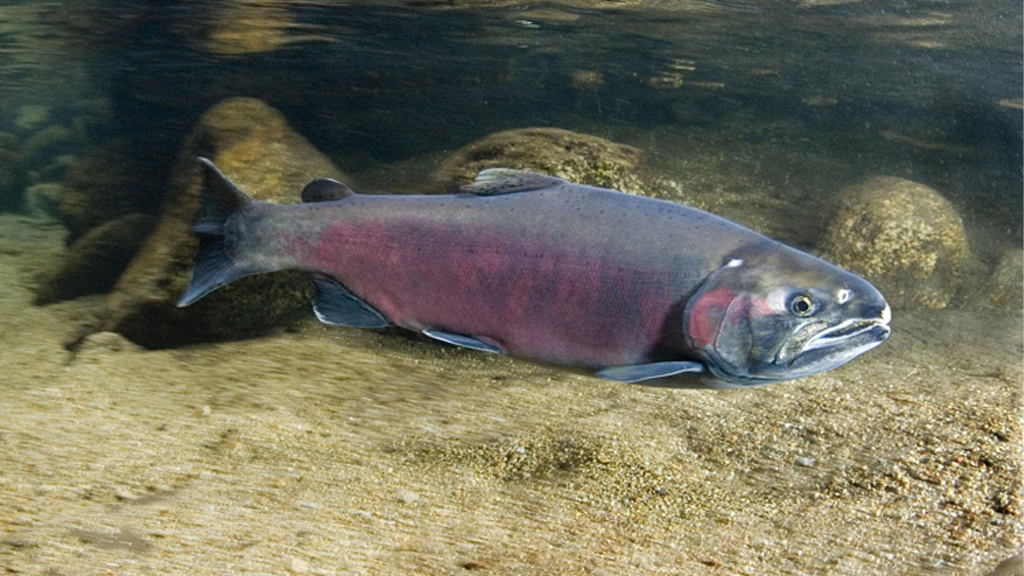 coho  Columbia Basin Bulletin