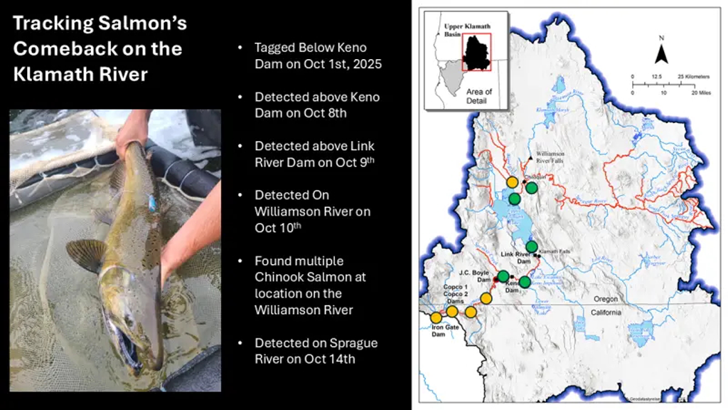 klamathsalmonreturns  Columbia Basin Bulletin