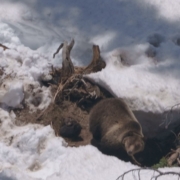 Brown bear at the entrance of a snow-covered den, standing in a shaded hillside cavity.