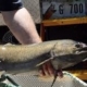 Fisherman holds a large fish by its body on a boat, with yellow rails and fishing gear in the background.