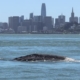 Humpback whale surfaces in the bay with San Francisco's skyline in the distance, bridging nature and cityscape.