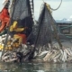 Fishermen in red and orange jackets pull a net full of silver fish onto a fishing boat at sea.