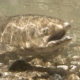 Large predatory fish with mouth wide open, swimming over a pebbly riverbed under clear water.