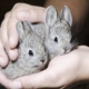 Two small gray rabbits cradled gently in cupped hands.