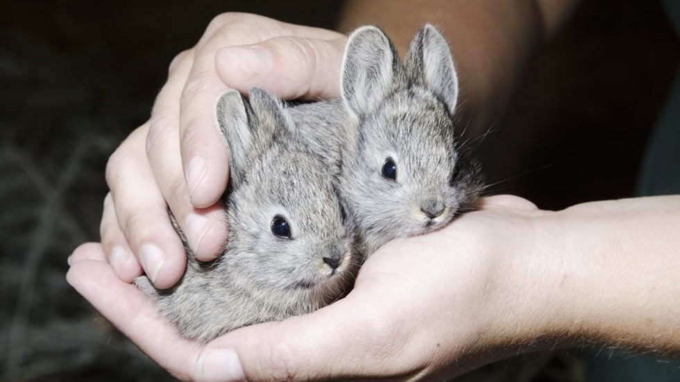 Two small gray rabbits cradled gently in cupped hands.