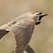 Bird with wings spread, beige-brown plumage, perched on a rock in a field with a black facial mask.