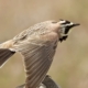 Bird with wings spread, beige-brown plumage, perched on a rock in a field with a black facial mask.