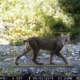 Wild bobcat walking along a rocky forest trail, with a yellow detection box and timestamp overlay on bottom edge.