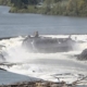 Water rushing over a dam into a misty river, with driftwood in the foreground and trees along the far bank.