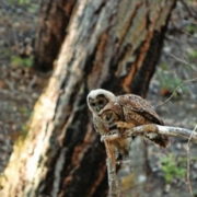 Owl perched on a bare branch in a forest, with mossy tree trunks in the background.