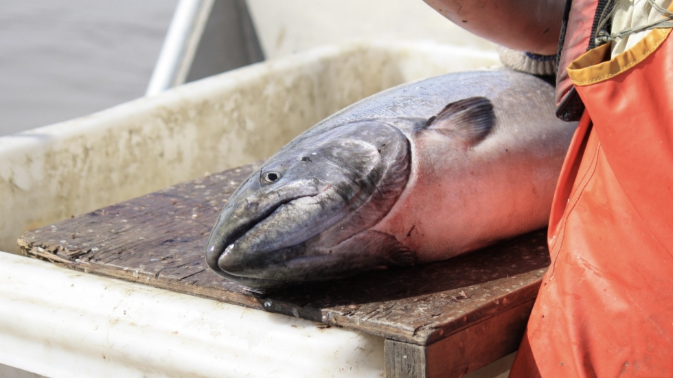 Large grey fish resting on a wooden table with a person in an orange rain jacket beside it on a boat.