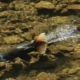 Salmon-like fish swimming in clear shallow water over a rocky streambed, with bright orange-spotted tail fins visible.