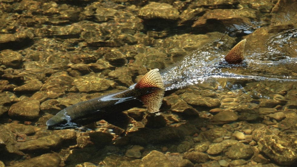 Salmon-like fish swimming in clear shallow water over a rocky streambed, with bright orange-spotted tail fins visible.