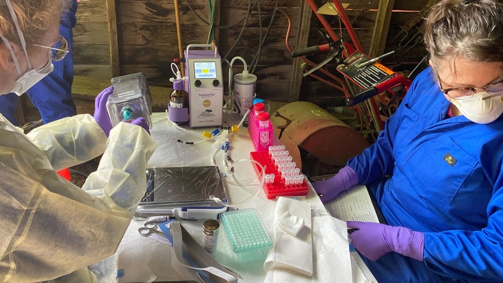 Two researchers in PPE work at a cluttered lab bench with tubes, pipettes, and a small centrifuge.