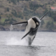 Orca breaching the water with spray,近 shore with hills and a red-roofed house in the background.