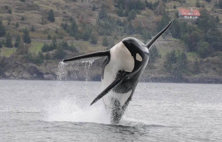 Orca breaching the water with spray,近 shore with hills and a red-roofed house in the background.