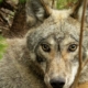 Close-up of a gray wolf resting in a brushy area, amber eyes looking toward the camera.