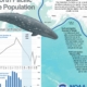 Infographic showing gray whale population, migration routes, and annual calving data with a whale illustration and a chart