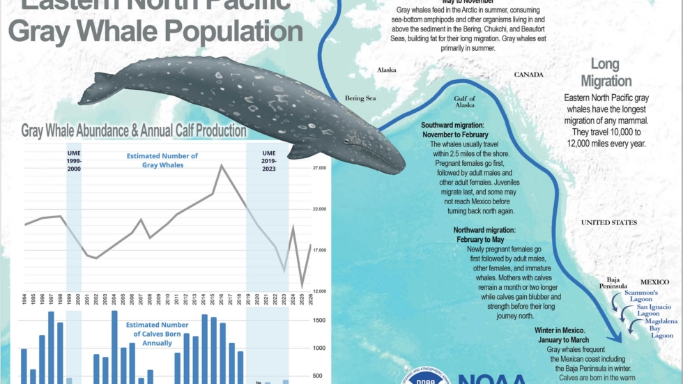 Infographic showing gray whale population, migration routes, and annual calving data with a whale illustration and a chart