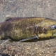 Large speckled rainbow trout swimming over a rocky riverbed under clear water
