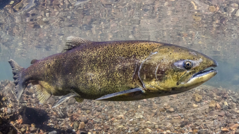 Large speckled rainbow trout swimming over a rocky riverbed under clear water
