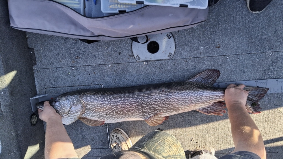 Large speckled fish laid on a boat deck, being measured with a ruler, with hands holding head and tail nearby.