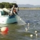 Small boat on calm water deploying a fishing net with buoys; two people on board, shore in the background.