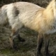 Red fox standing on mossy ground with orange-brown fur and a bushy tail.