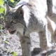 Gray wolf walking along a sunlit dirt trail with green foliage on the side, tongue slightly out.