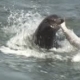 Seal surfacing in the ocean with water splashing around its head and front flippers visible.