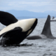 Close-up of a killer whale's black-and-white body surfacing in choppy water, with a boat in the hazy distance and mountains on the horizon.