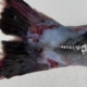 Close-up of a fish tail with bloody wounds on a white boat deck surface