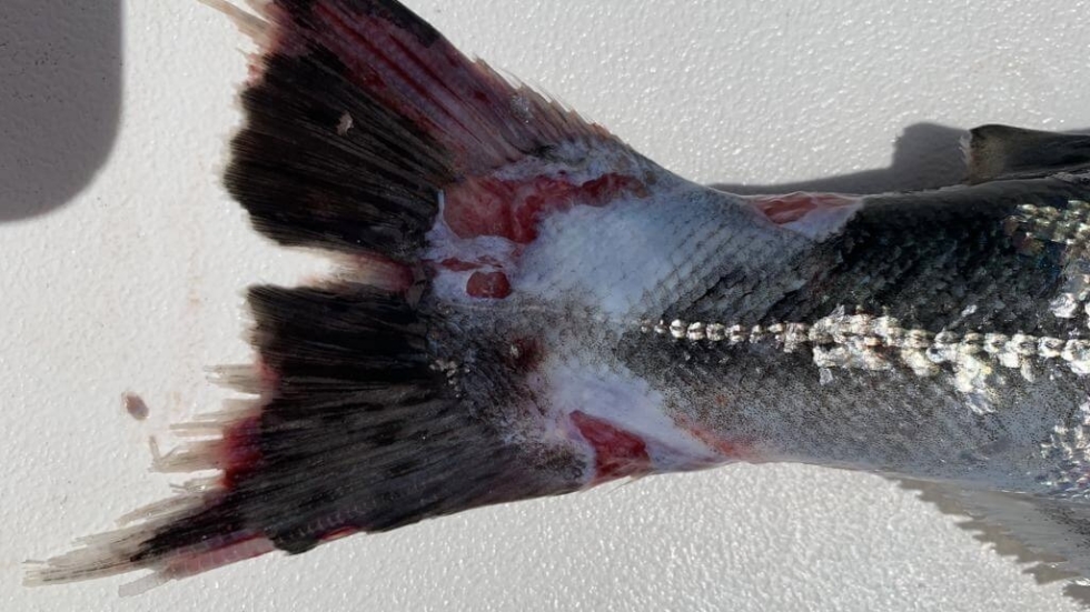 Close-up of a fish tail with bloody wounds on a white boat deck surface