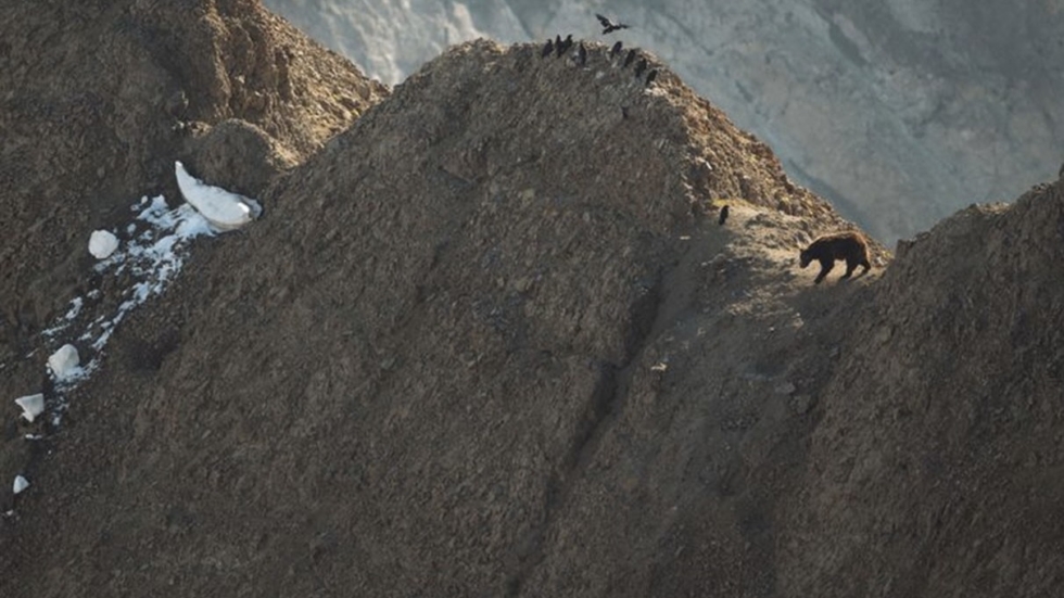 Bear walking along a rugged mountain ridge with a few birds perched on the crest and small snow patches nearby.