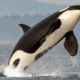 Orca leaps out of the water, black and white body arcing midair with spray around it.