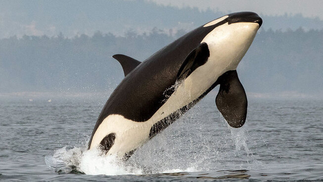 Orca leaps out of the water, black and white body arcing midair with spray around it.