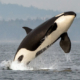 Orca breaching out of the water as it leaps upward, black and white body cutting through the surface with spray.