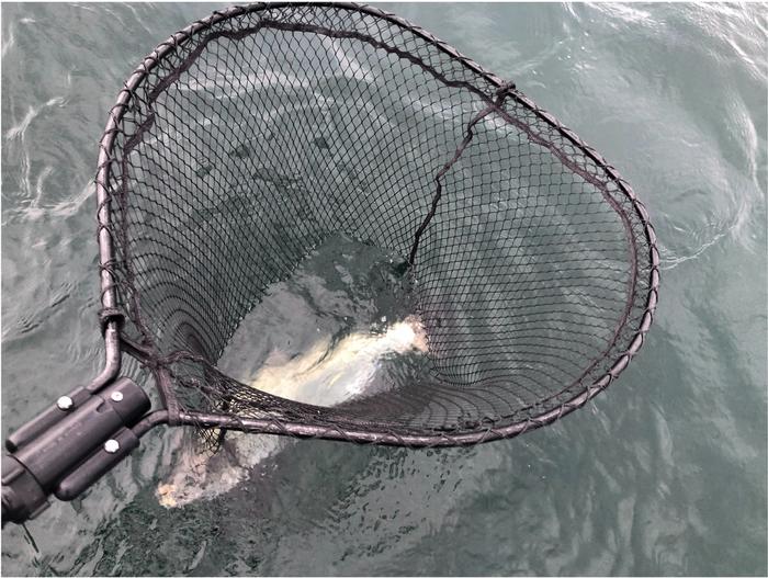 coho fishing net Aquarium Co-Op Fish the JHFLYCO Carbon Landing Net Series is super light and friendly to your catches JHFLYCO Carbon Fiber Landing Net